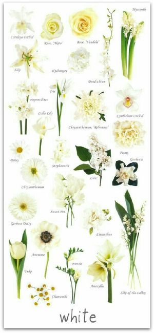Cores de flores - 5