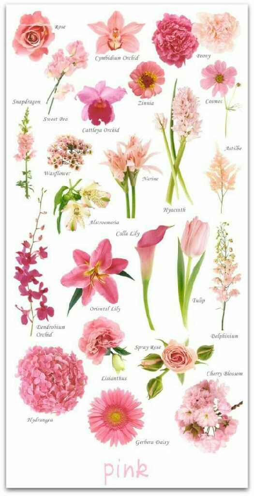 Cores de flores - 2