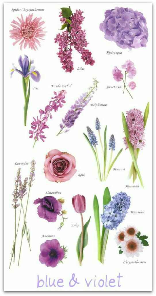 Cores de flores - 4