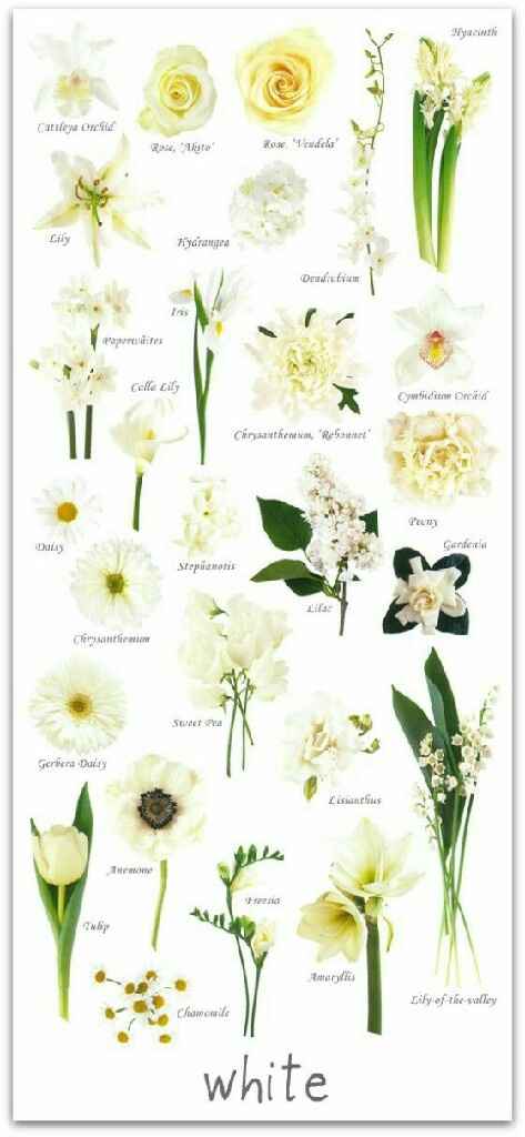 Cores de flores - 5