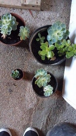 Suculentas