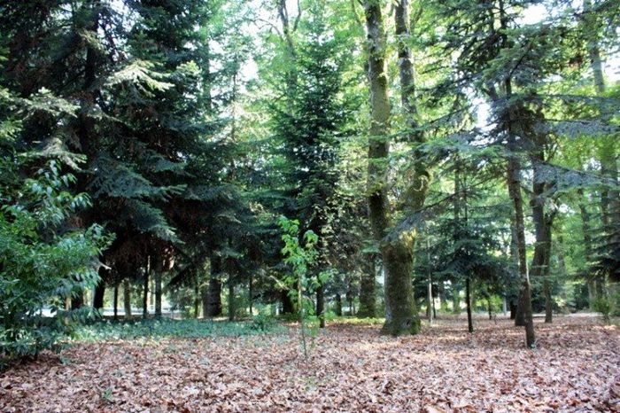 Parque