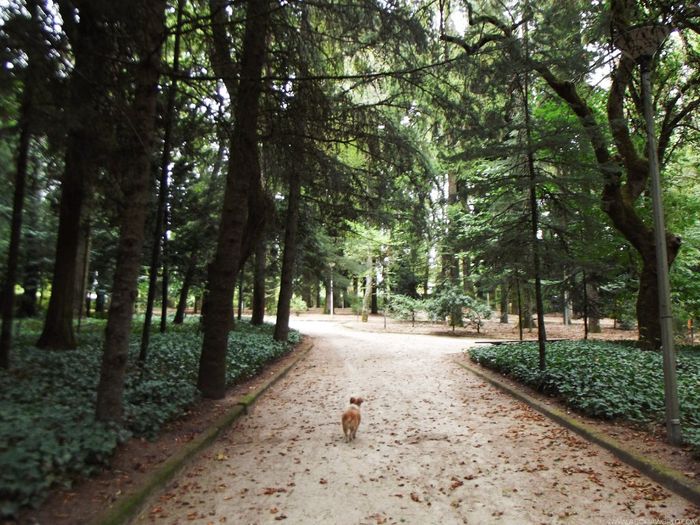Parque