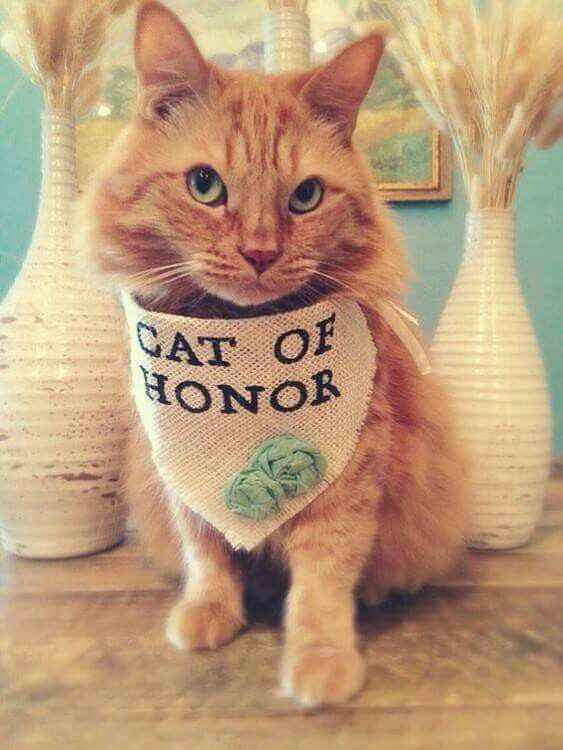 Adereços para os nossos gatinhos ❤ - 1