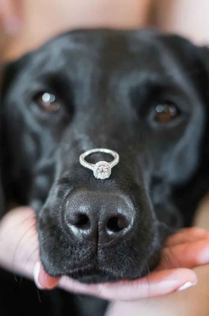 Inspiracoes de fotos com o nosso amigo de 4 patas!!! - 1