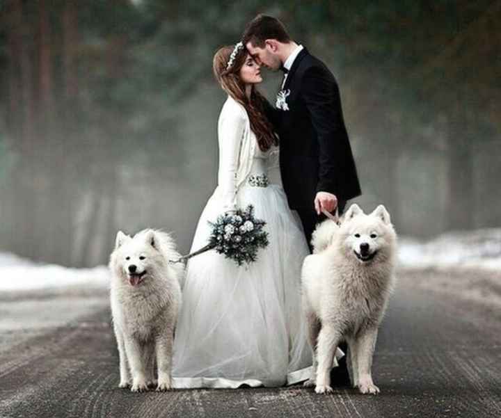 Inspiracoes de fotos com o nosso amigo de 4 patas!!! - 4