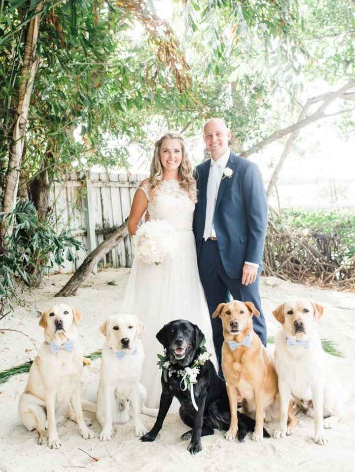 Inspiracoes de fotos com o nosso amigo de 4 patas!!! - 7
