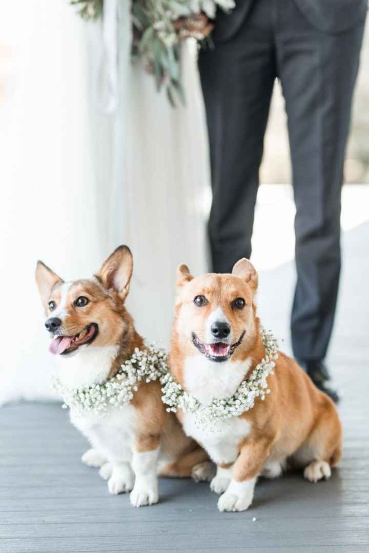 Inspiracoes de fotos com o nosso amigo de 4 patas!!! - 10