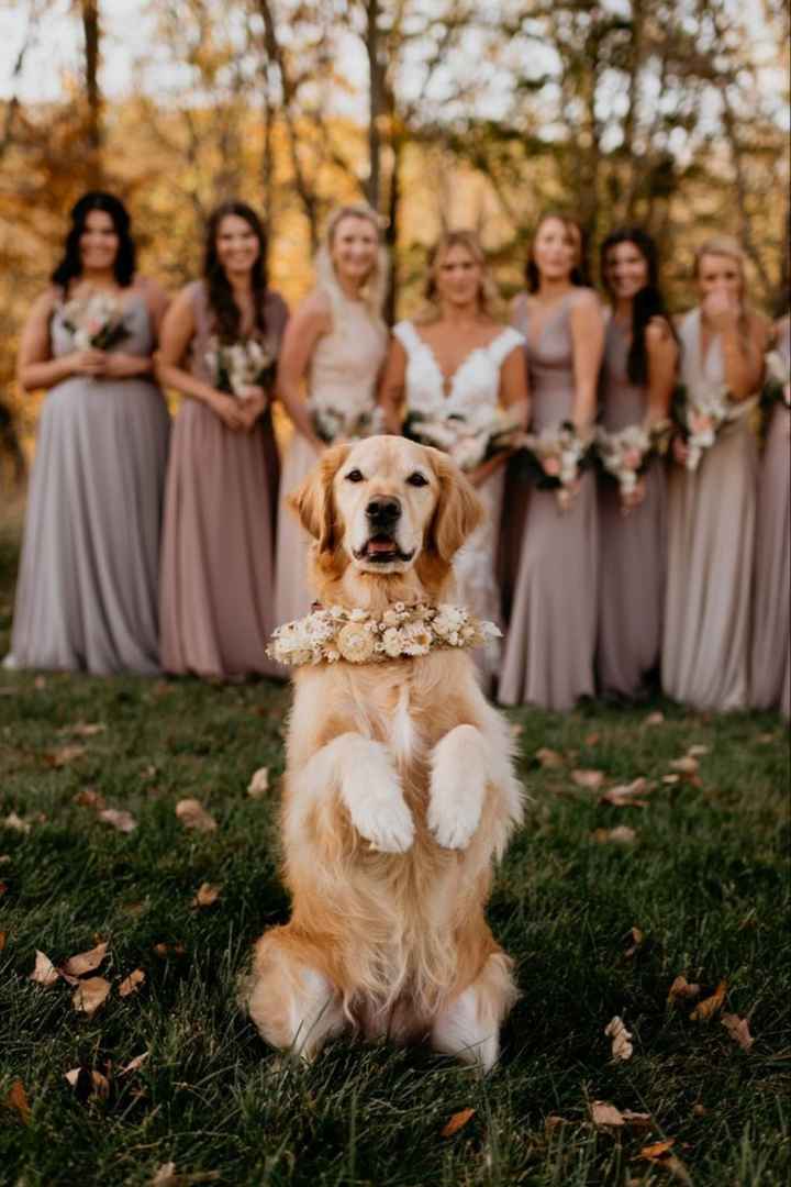 Inspiracoes de fotos com o nosso amigo de 4 patas!!! - 11
