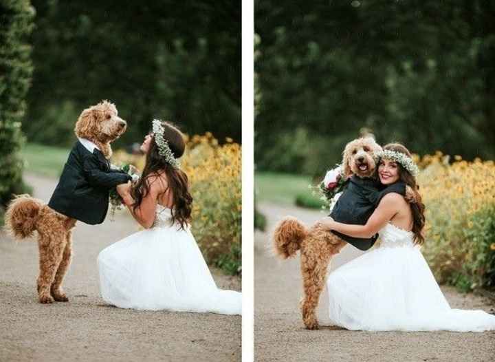 Inspiracoes de fotos com o nosso amigo de 4 patas!!! - 12