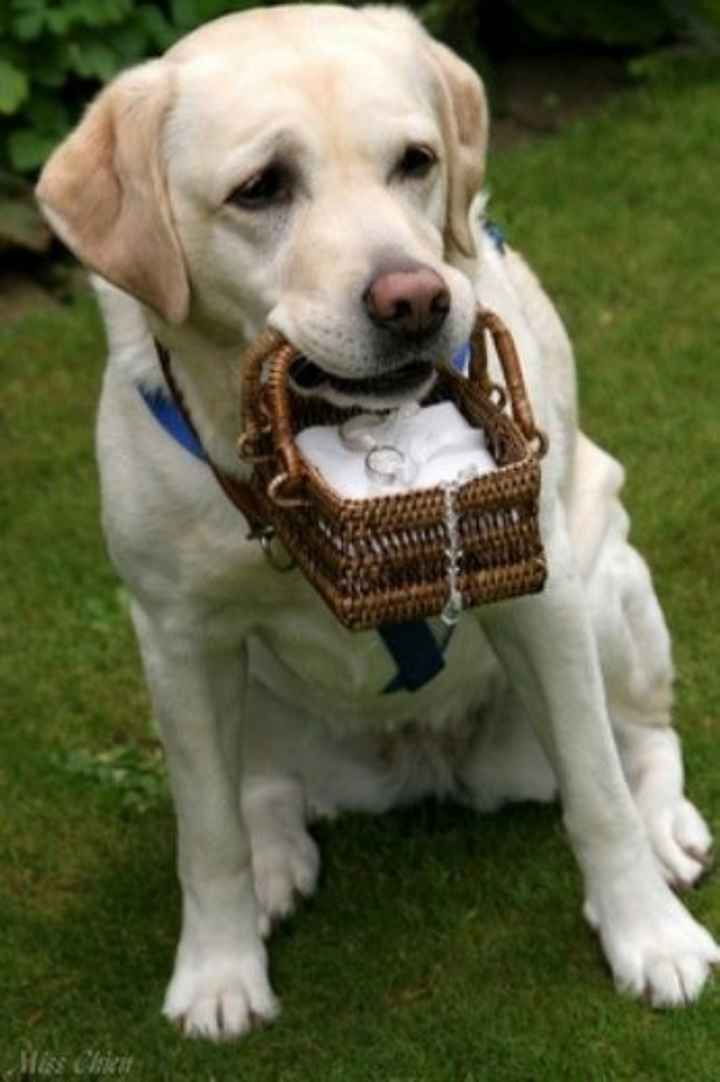 Inspiracoes de fotos com o nosso amigo de 4 patas!!! - 13