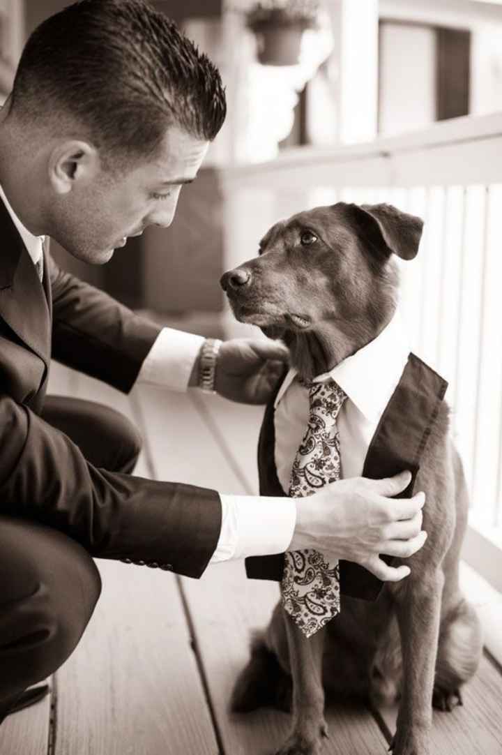 Inspiracoes de fotos com o nosso amigo de 4 patas!!! - 16