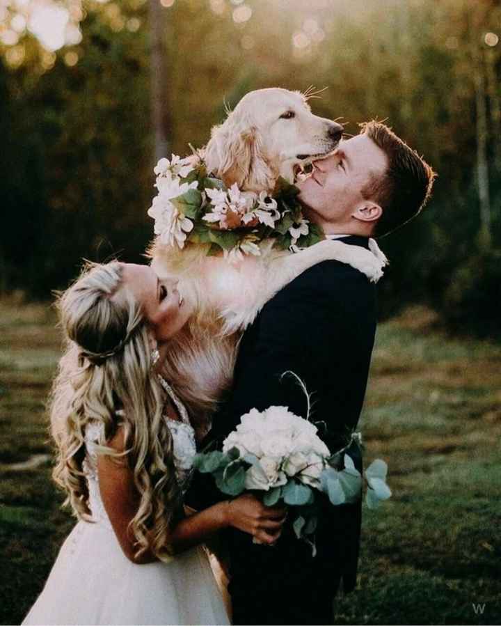 Inspiracoes de fotos com o nosso amigo de 4 patas!!! - 18