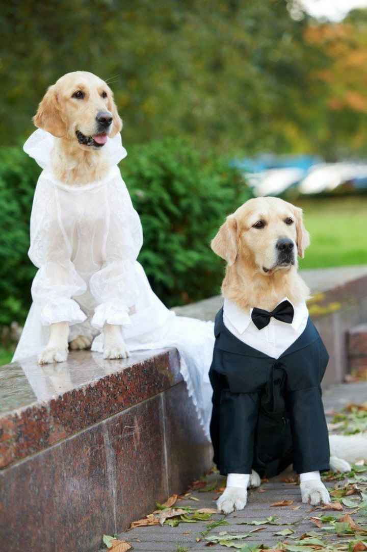 Inspiracoes de fotos com o nosso amigo de 4 patas!!! - 21