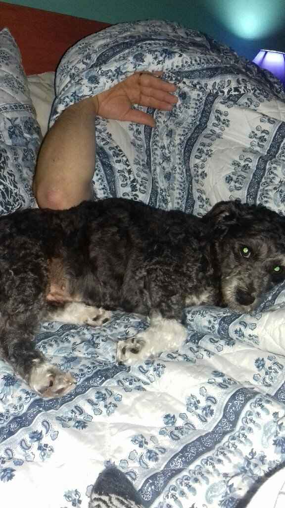 Como se chama a vossa mascota? - 1