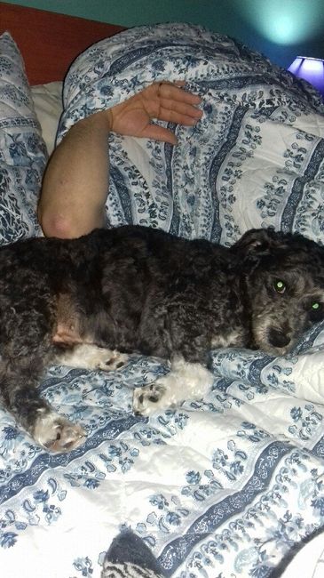 Como se chama a vossa mascota? - 1
