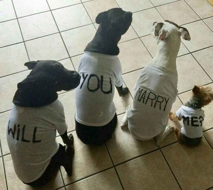 Animais de estimação e o pedido - 1