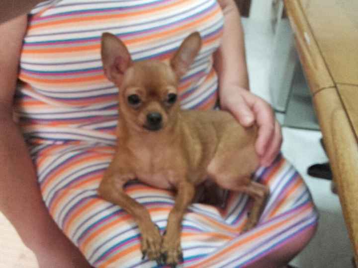Dia mundial do cão - 1
