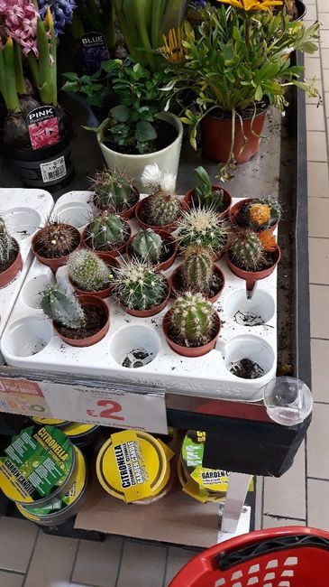Suculentas baratas - 1
