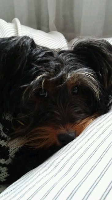 Cãozinho das alianças versus meninos das alianças - 2