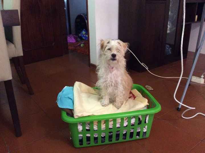 Canitos - Os nossos mais que tudo - 1