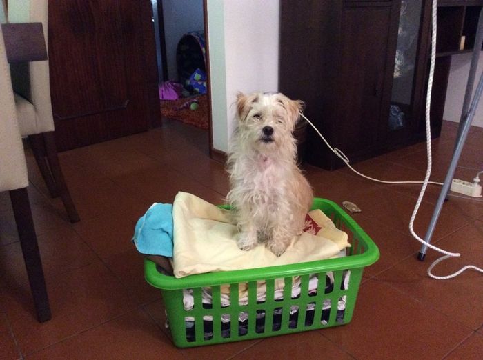 Canitos - Os nossos mais que tudo - 1