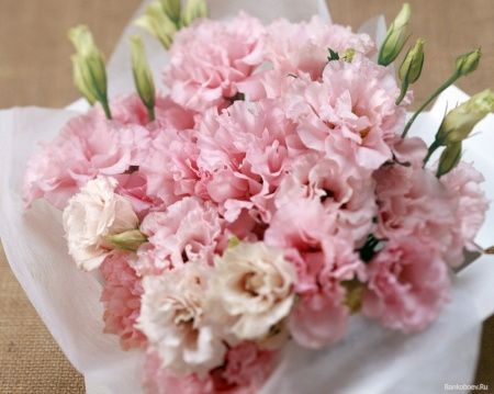 eustoma
