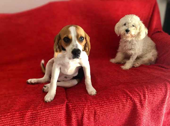 Cão ou gato: quem será o melhor companheiro durante os preparativos? - 1