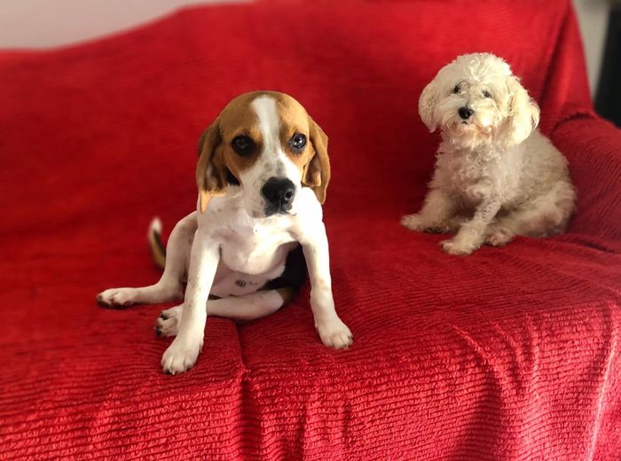 Cão ou gato: quem será o melhor companheiro durante os preparativos? 1