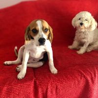 Cão ou gato: quem será o melhor companheiro durante os preparativos? - 1