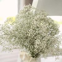 Gipsofila#flores#lindas