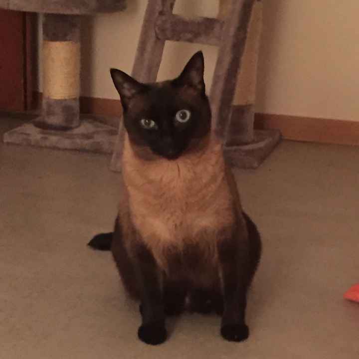 O vosso amigo de 4 patas também pode participar - 1