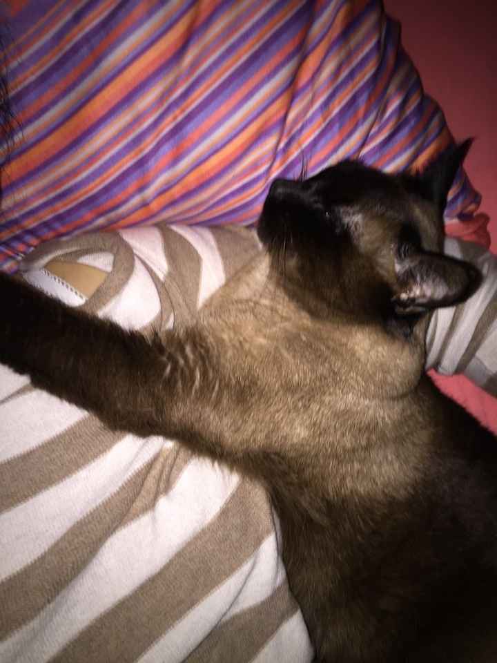 O vosso amigo de 4 patas também pode participar - 2
