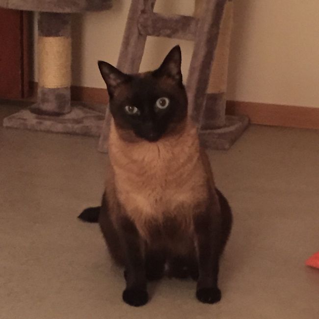 O vosso amigo de 4 patas também pode participar - 1