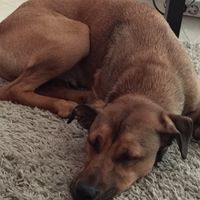 Bom fim-de-semana com pet - 1