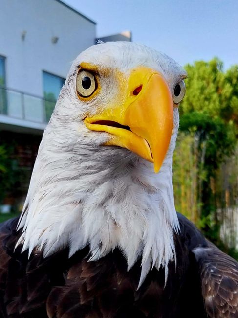 Surpresa ao Noivo - águia dos Benfica 🦅 2