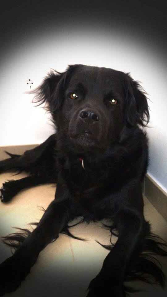 O meu cão
