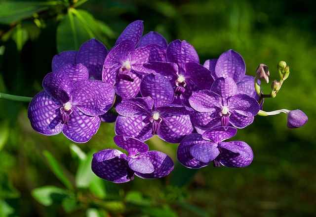Phalaenopsis