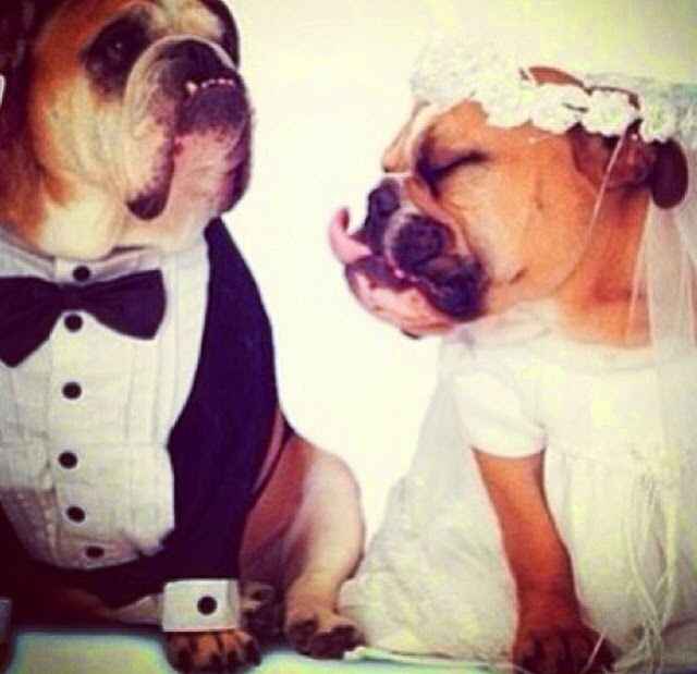 Dog's wedding