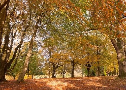 Sir Thomas and Lady Dixon Park1