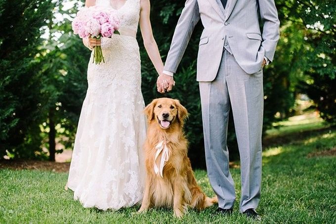 Animais de estimação no casamento - 1