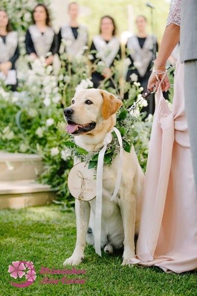 Animais de estimação no casamento 3