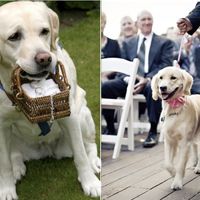 Animais de estimação no casamento - 2