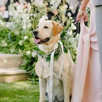 Animais de estimação no casamento - 3