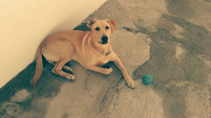 Bom fim-de-semana com pet - 2