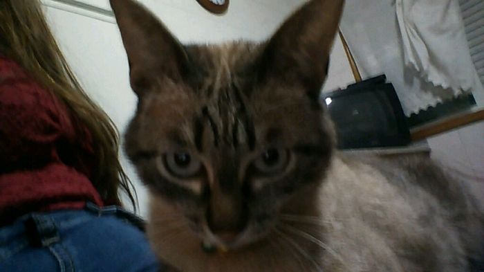 Bom fim-de-semana com pet - 3