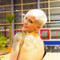 Andreia