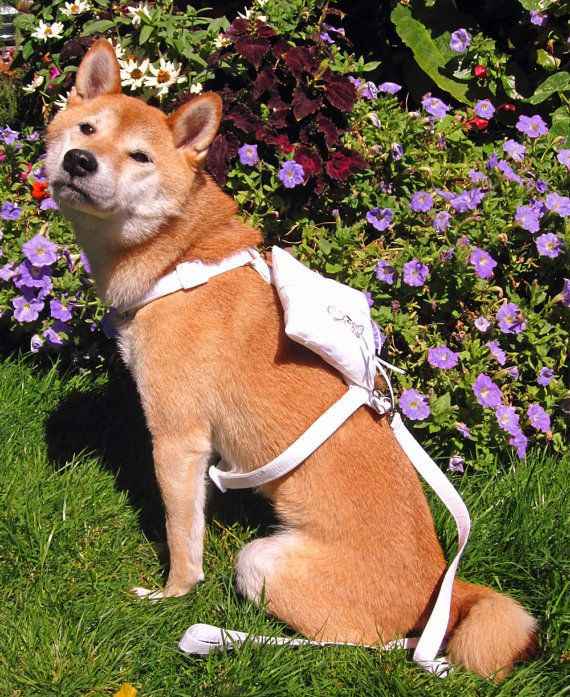 A almofada que pretendo na mesma raça de cachorro