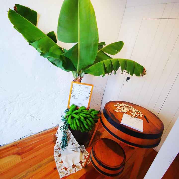 Decorar com plantas de interior - 1