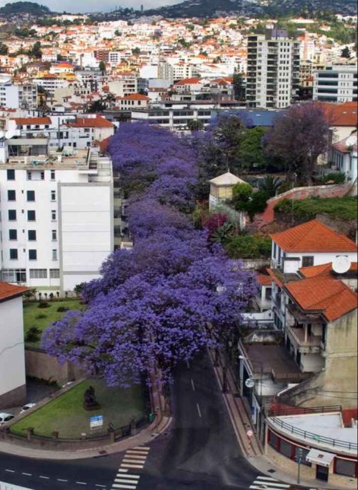 Locais para Sessões Fotográficas – Funchal - 15